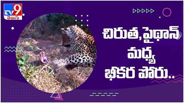 Viral Video: చిరుత, పైథాన్ మధ్య జరిగిన భీకర పోరు లో విజేత ఎవరో తెలుసా....?? ( వీడియో )