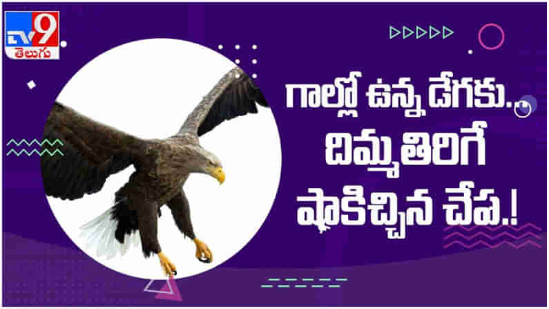 Viral Video:  డేగ పై దాడి చేసిన చేప..!! చూస్తే షాక్ అవ్వాల్సిందే... ( వీడియో )