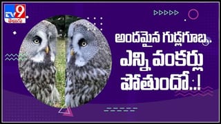 Leopard catch Hyena Viral Vieo:హైనా ఆహారం కొట్టేసిన చిరుత..అంతలోనే షాకింగ్‌ సీన్‌!వైరల్ అవుతున్న వీడియో.