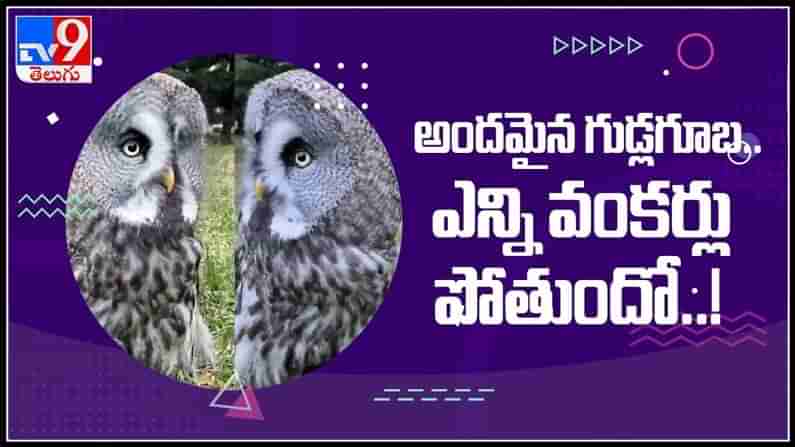 owl Viral video : నెటిజన్లను ఆకట్టుకుంటున్న గుడ్లగూబ..అందమైన గుడ్లగూబ..ఎన్ని వంకర్లు పోతుందో..!