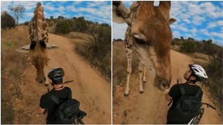 Shocking Video: సింహం సాలిడ్ అటాక్.. కానీ సిల్లీగా చెట్టుపై నుంచి కింద ప‌డింది.. చిరుత కూడా