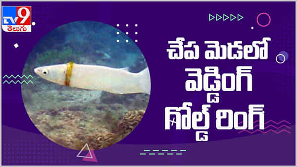 Viral Video: చేప మేడలో మెరిసిన వెడ్డింగ్ రింగ్ మ్యాటర్ ఏంటంటే... ( వీడియో )