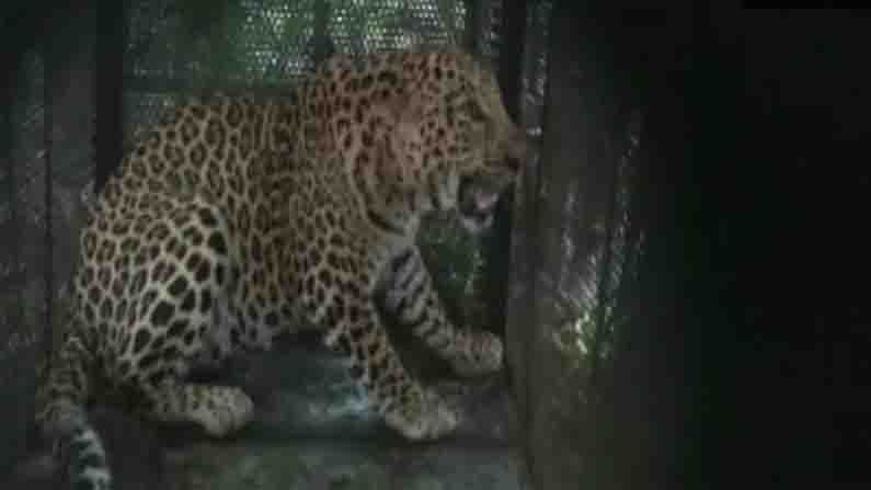 Leopard Attack: మధ్యప్రదేశ్‌లో దారుణం.. తునికాకు కోసం వెళ్లిన మహిళ మృతి.. భర్త కళ్లముందే భార్యను లాక్కెళ్లి చంపిన చిరుతపులి