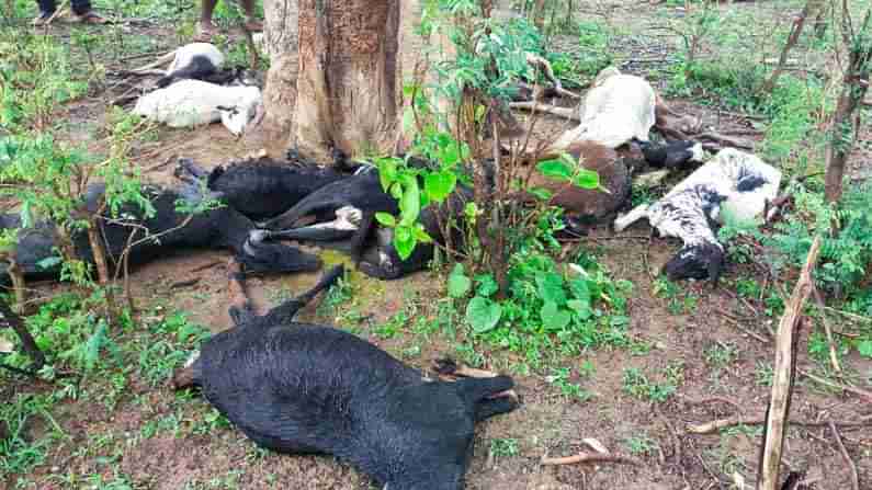 18 Goats Killed : మంచిర్యాల జిల్లాలో దారుణం.. పిడుగు పడి 18 మేకలు మృతి..