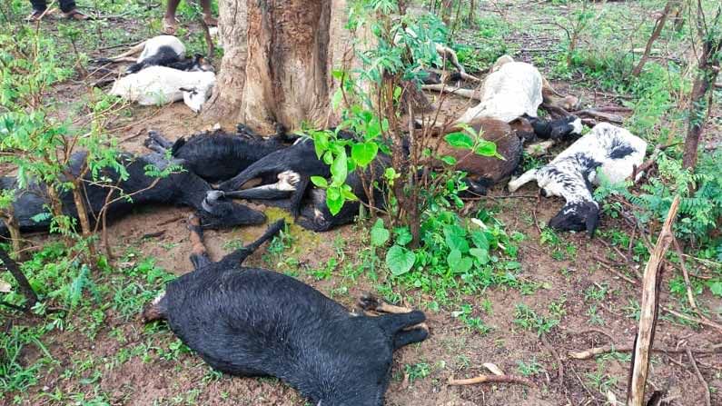 18 Goats Killed : మంచిర్యాల జిల్లాలో దారుణం.. పిడుగు పడి 18 మేకలు మృతి..