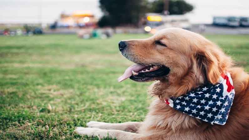 US Bans Dogs: అమెరికా కీలక నిర్ణయం.. ఆయా దేశాల నుంచి తీసుకువచ్చే కుక్కలపై నిషేధం.. ఎందుకంటే..!