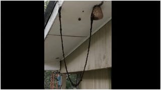 Viral Videos:  సో క్యూట్..  ప‌క్షుల‌తో ఆడుకుంటున్న బుల్లి ఏనుగు భలే.. భ‌లే..!