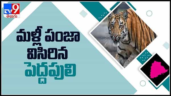 ఆసిఫాబాద్ జిల్లాలో మళ్లీ పంజా విసిరిన పెద్దపులి..రెండు ఎద్దుల పై దాడి చేసిన పులి..:Viral Video.