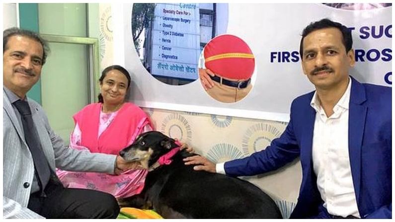 Bariatric Surgery for Dog: స్థూలకాయ శునకానికి బేరియాట్రిక్ సర్జరీ... దేశంలోనే తొలిసారిగా జంతువుకు..