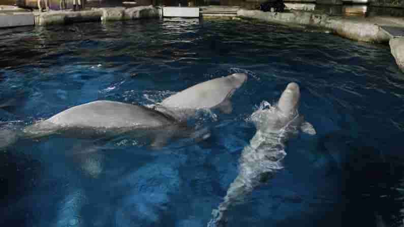 Beluga Whales: మూడు చేపలకు పేర్లు పెట్టేందుకు వేలం పాట.. 4 మిలియన్ డాలర్లు సేకరించాలని లక్ష్యం