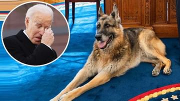 Biden Dog Dies: అమెరికా అధ్యక్షుడి పెంపుడు కుక్క మృతి.. ట్వీట్ చేసిన బైడెన్‌ దంపతులు..