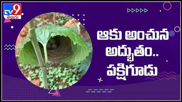 ఆకు అంచున అద్భుతమైన పక్షిగూడు..నేచర్ టాలెంట్ కి ఫిదా అవుతున్న నెటిజెన్లు :Bird nest inside leaf viral video.