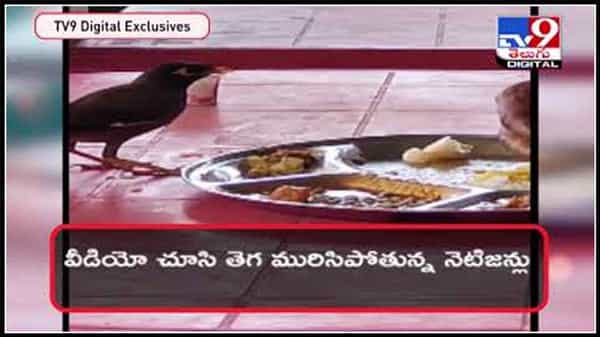 పక్షి తో కలిసి ఒకే ప్లేట్ లో భోజనం చేసిన మనిషి.. హృదయాలను కదిలిస్తున్న వైరల్ వీడియో :Bird eats the same plate with man Video.