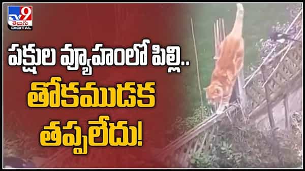 పక్షుల వ్యూహంలో పిల్లి..పిల్లిని ముప్పతిప్పలు పెట్టిన పక్షులు.తోకముడవక తప్పలేదు..:Bird fight with cat video.