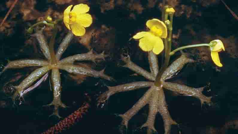 Bladderwort Plant: మాంసాహార మొక్కలుంటాయనే విషయం మీకు తెలుసా..! క్రిమికీటకాలే కాదు బల్లులు ఈ మొక్కకు ఆహారమే