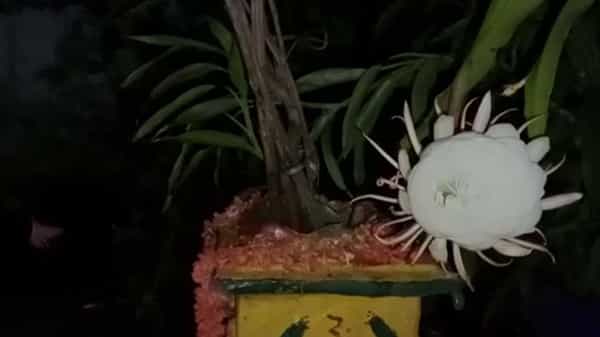 Brahma Kamal Flower: విశాఖ జిల్లా డౌనూరు గ్రామంలో వికశించిన బ్రహ్మకమలం.. ప్రత్యేక పూజలు చేసిన గ్రామస్థులు
