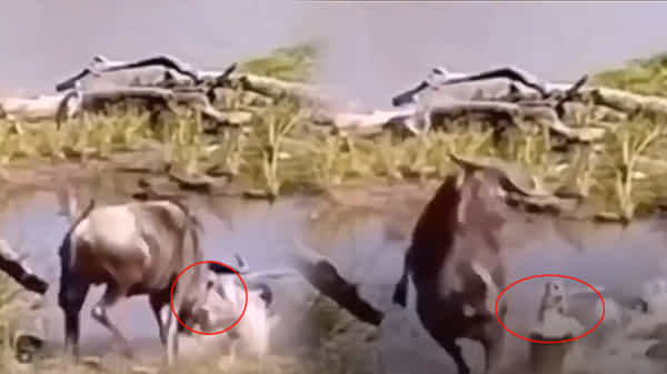 Viral Video: దాహం తీర్చుకుంటున్న అడవిదున్నపై మొసలి మెరుపు దాడి.. గగుర్పాటుకు గురిచేసే వీడియో వైరల్.!