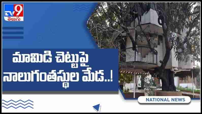 మామిడి చెట్టుపై నాలుగు అంతస్తుల మేడ..ఉదయ్ పూర్ లో అరుదైన ప్రతిభ వైరల్ అవుతున్న వీడియో ..:Viral Video.