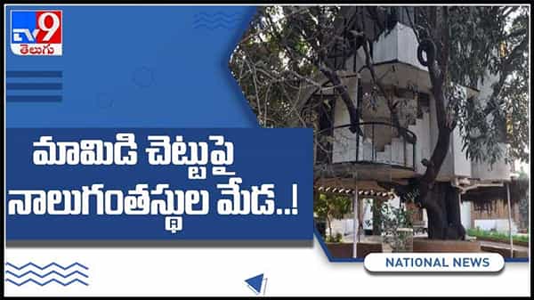మామిడి చెట్టుపై నాలుగు అంతస్తుల మేడ..ఉదయ్ పూర్ లో అరుదైన ప్రతిభ వైరల్ అవుతున్న వీడియో ..:Viral Video.