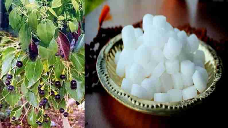 Camphor: కర్పూరం ఎలా తయారవుతుంది ఏయే దేశాల్లో ఈ మొక్కలుంటాయి.. ఎన్ని రకాలో తెలుసుకుందాం..