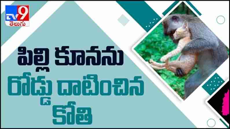 Viral Video: పిల్లి పిల్లకు కోతి సాయం... పిల్లికూనను ఎత్తుకుని రోడ్డు దాటించిన కోతి... నెట్టింట వైరల్ వీడియో...