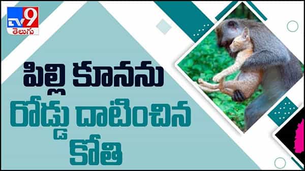 Viral Video: పిల్లి పిల్లకు కోతి సాయం... పిల్లికూనను ఎత్తుకుని రోడ్డు దాటించిన కోతి... నెట్టింట వైరల్ వీడియో...
