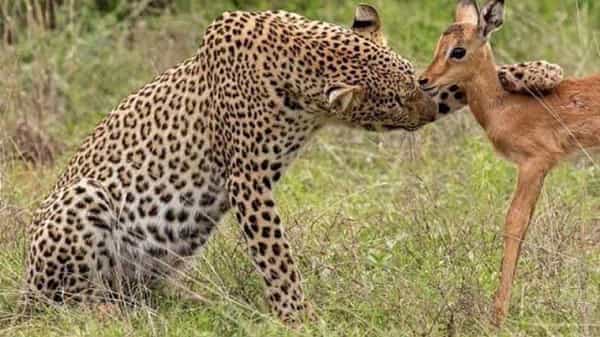Viral Photo: జింక పిల్లను ముద్దు చేస్తున్న చిరుత.. ఫోటో చూసి పొరబడకండి