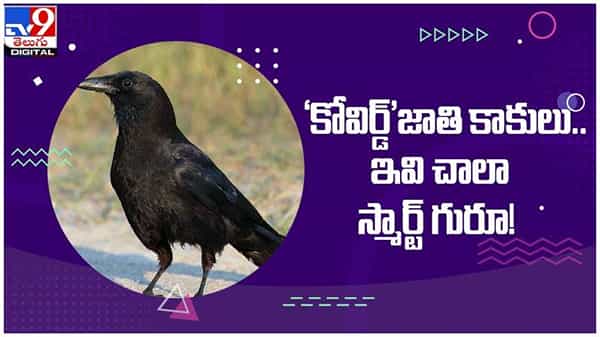 Covird Crows: ఈ కాకి జాతి పేరు కొవిర్డ్... !! ఇవి చాలా స్మార్ట్ గురూ... ( వీడియో )