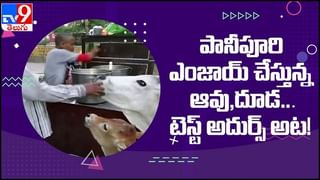 Viral Video: రావి చెట్టుకు మామిడికాయలు.. సోషల్ మీడియాలో వీడియో వైరల్…