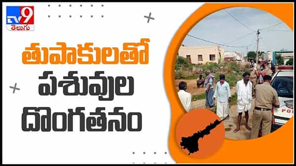 చిత్తూరు జిల్లాలో తుపాకులతో బెదిరించి ఆవుల దొంగతనం..వైరల్ అవుతున్న వీడియో :Cows Robbery video.