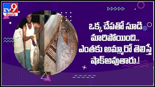 ఒక్క చేపతో వారి సుడి మారిపోయింది.. ఎంతకు అమ్మారో తెలిస్తే మైండ్ బ్లాంక్.వైరల్ అవుతున్న చేప వీడియో:Viral Video.