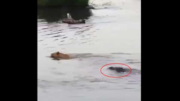 Viral Video: నది దాటుతున్న సింహంపై మొసలి సాలిడ్ ఎటాక్.. వీడియో చూస్తే షాక్ అవ్వాల్సిందే.!