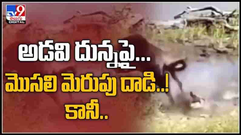 నది ఒడ్డున అడవిదున్నపై మొసలి మెరుపు దాడి..గగ్గురపరిచే వీడియో వైరల్..:Crocodile attack on Buffalo Viral video