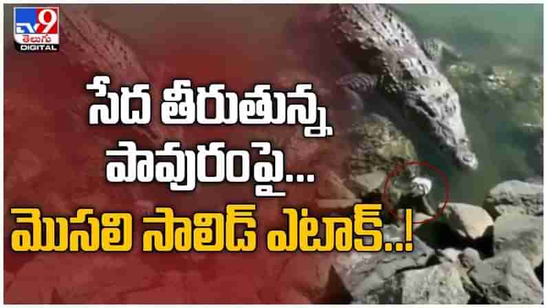 Crocodile vs Pigeon :సేద తీరుతున్న పావురాన్ని మట్టుబెట్టిన మొసలి.. ( వీడియో )