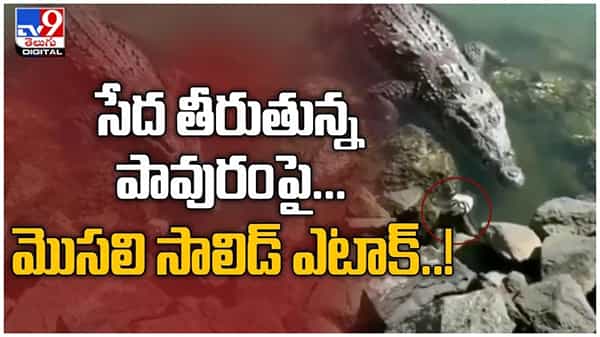 Crocodile vs Pigeon :సేద తీరుతున్న పావురాన్ని మట్టుబెట్టిన మొసలి.. ( వీడియో )