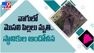 Noorjahan Mangoes: ఒక్క మామిడి పండు ధర అక్షరాలా వెయ్య రూపాయలు.. పూత దశలోనే బుకింగ్ ( వీడియో )