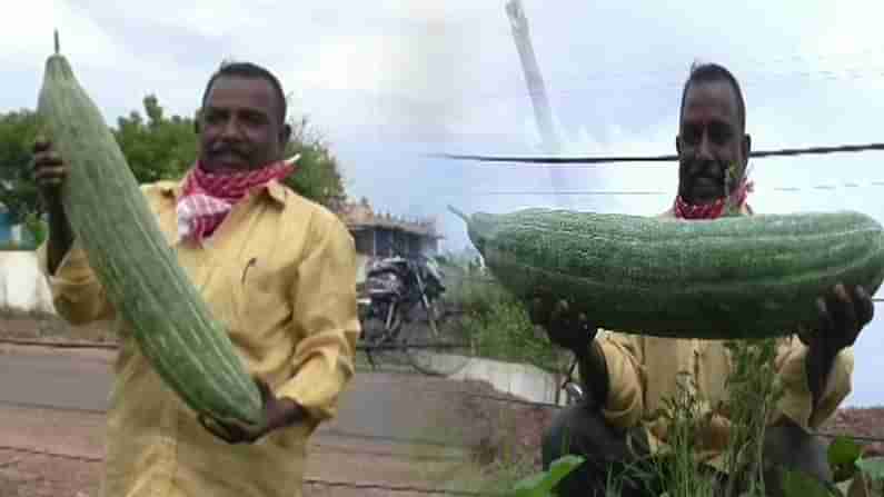 అరుదైన కీరదోస.. చూస్తే అవాక్క అవ్వాల్సిందే.. క్యూ కడుతోన్న జనాలు..