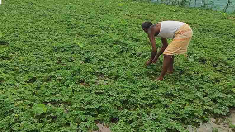 Cultivating Figs : తియ్యటి పండ్లనిచ్చే ఈ మొక్క రైతులను లక్షాధికారి చేస్తుంది..! కేవలం ఒక మొక్క ద్వారా రూ.12 000 ఆదాయం..