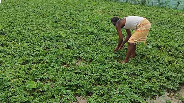 Cultivating Figs : తియ్యటి పండ్లనిచ్చే ఈ మొక్క రైతులను లక్షాధికారి చేస్తుంది..! కేవలం ఒక మొక్క ద్వారా రూ.12 000 ఆదాయం..