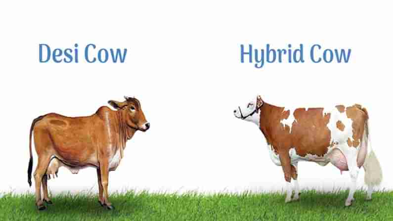 Desi Cow Milk: మనదేశం ఆవు పాలు విశిష్టత ఏమిటో తెలుసా..విషాన్ని కూడా హరించే శక్తి.. మరెన్నో ప్రయోజనాలు
