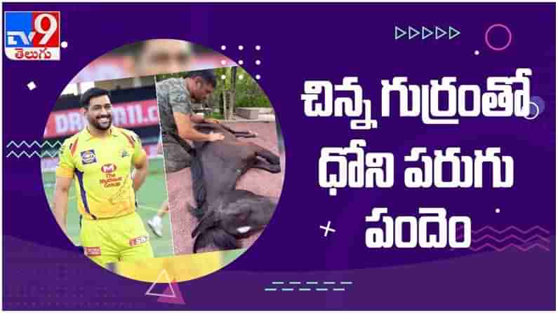 MS Dhoni: చిన్న గుర్రం తో ధోని పరుగు పందెం.. నెట్టింట వీడియో వైరల్..