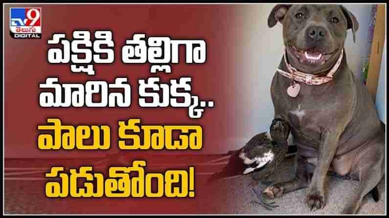 Dog And Bird Cute Video : పక్షికి తల్లిగా మారిన కుక్క.. తల్లి కాకుండానే పాలివ్వాలని కుక్క ప్రయత్నం.వైరల్ గా మారిన వీడియో.