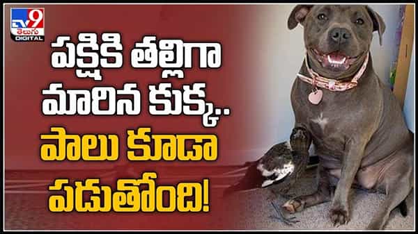 Dog And Bird Cute Video : పక్షికి తల్లిగా మారిన కుక్క.. తల్లి కాకుండానే పాలివ్వాలని కుక్క ప్రయత్నం.వైరల్ గా మారిన వీడియో.