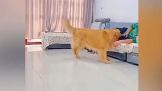 Golden Fish : గోల్డెన్ ఫిష్ అని తెలియక వదిలేశాడు..! తర్వాత లక్షల రూపాయలు కోల్పోయానని బాధపడిన అమెరికా వ్యక్తి..