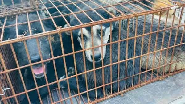Dog Meat Festival : చైనా క్రూరత్వం.. కరోనా సమయంలో డాగ్ మీట్ ఫెస్టివల్..! వేలాది కుక్కలను నిర్దాక్షిణ్యంగా చంపేస్తారు..