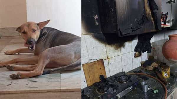 Pet Dog Saves Family: పెద్ద ప్రమాదం నుంచి కుటుంబాన్ని పెంపుడు కుక్క.. అలర్ట్ కాకుంటే ప్రాణాలే పోయేవి..!
