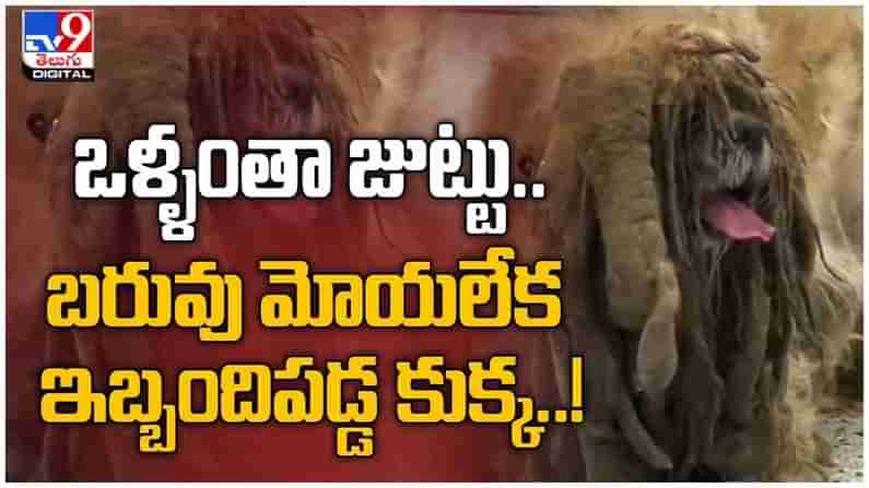 ఒళ్ళంతా జుట్టు.. బరువు మోయలేక ఇబ్బంది పడుతున్న కుక్క... చివరికి ఏమైంది అంటే... ( వీడియో )