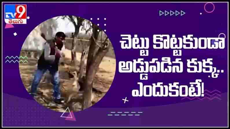 Dog Viral Video : చెట్టు కొట్టకుండా అడ్డుపడిన కుక్క..ఎందుకంటే!వైరల్ అవుతున్న వీడియో.