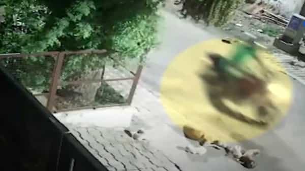 Shocking Video: వీడంత దుర్మార్గుడు ఉండడు.. నిద్రిస్తున్న కుక్కపిల్లలను బైకుతో తొక్కి చంపేశాడు..