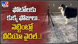 Viral Video: మ్యాచ్ ఫలితాలను ముందే చెప్పేస్తోన్న ప్రిడిక్షన్ పిల్లి.. ( వీడియో )